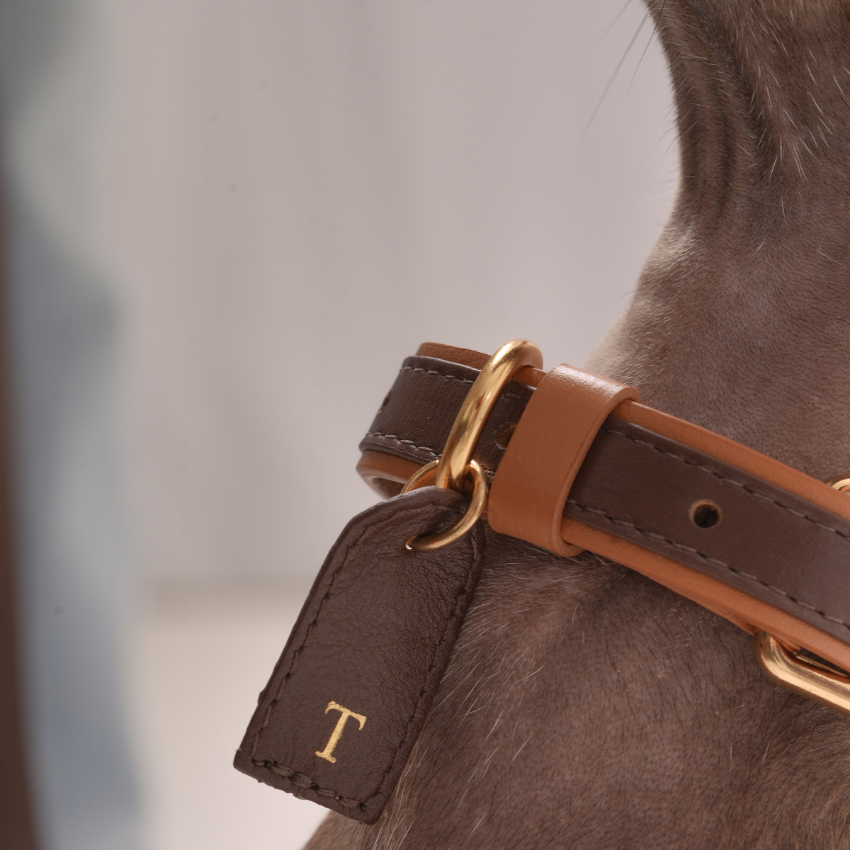 Personalized Leather Collar