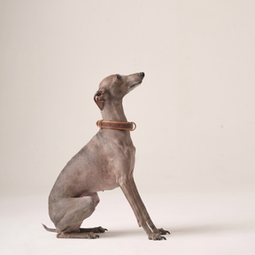 Personalized Leather Collar